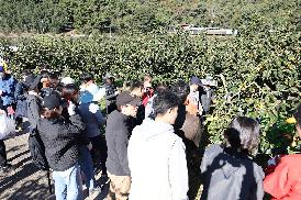 농촌일손돕기(단감수확)