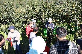 농촌일손돕기(단감수확)