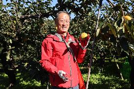 농촌일손돕기(단감수확)