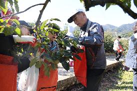 농촌일손돕기(단감수확)