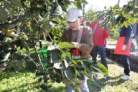 농촌일손돕기(단감수확)