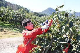 농촌일손돕기(단감수확)