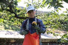 농촌일손돕기(단감수확)