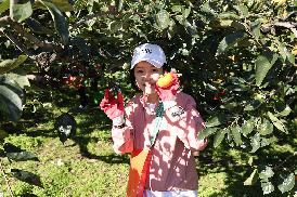 농촌일손돕기(단감수확)