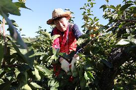 농촌일손돕기(단감수확)